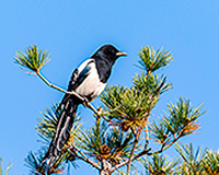 symbol_bird.png