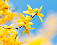 symbol_flower.png